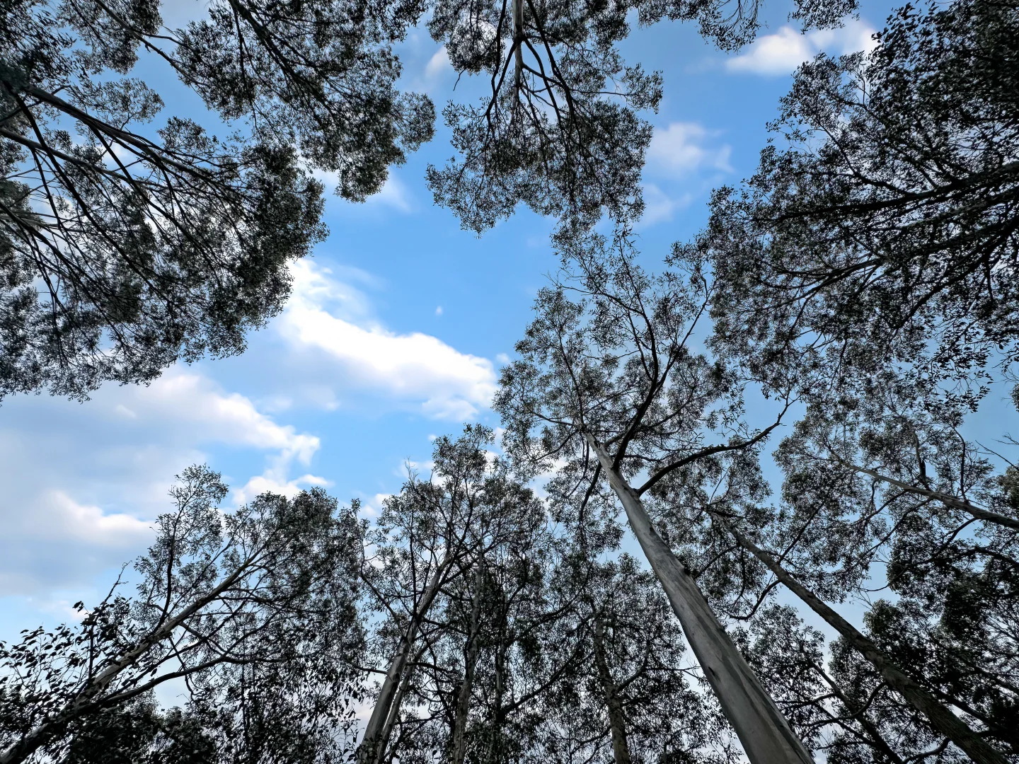 Additional image 11 of PID 7229246 Irish Town Road, St Marys TAS 7215