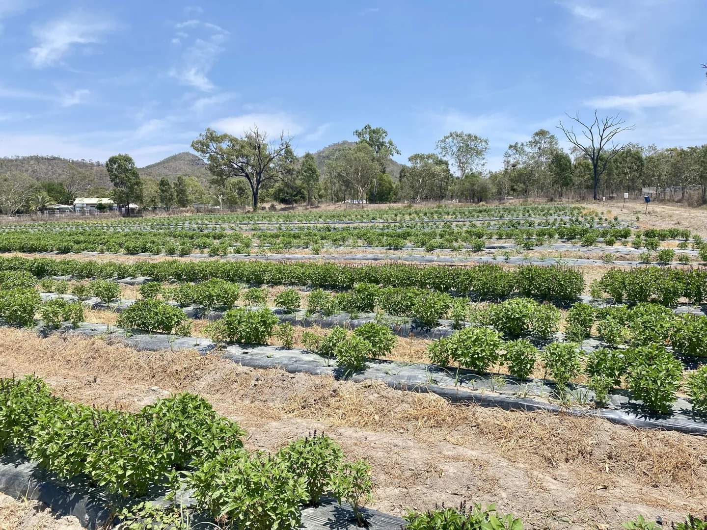 Additional image 13 of 1 Greta Road, Oak Valley QLD 4811