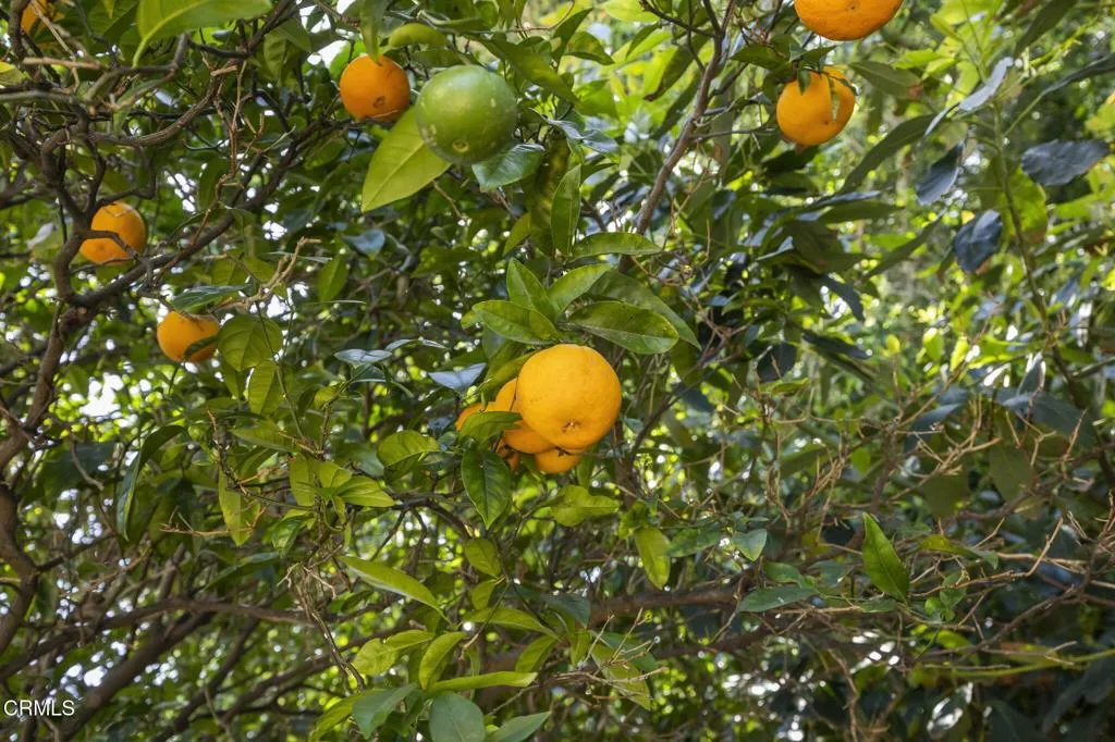 Additional image 50 of 258 Mara Avenue, Ventura, CA 93004