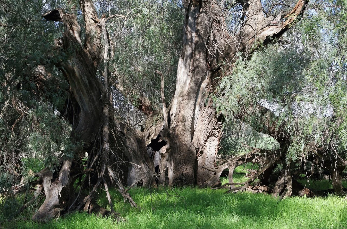 Additional image 8 of Lot/1 Corrys Mill Road, Picola West VIC 3639