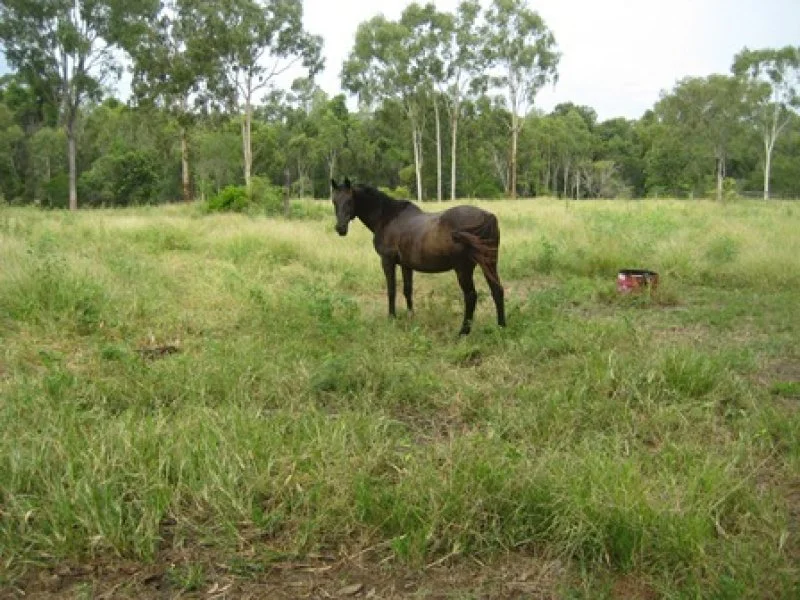 Additional image 17 of 140 Pelican Creek, Collinsville QLD 4804