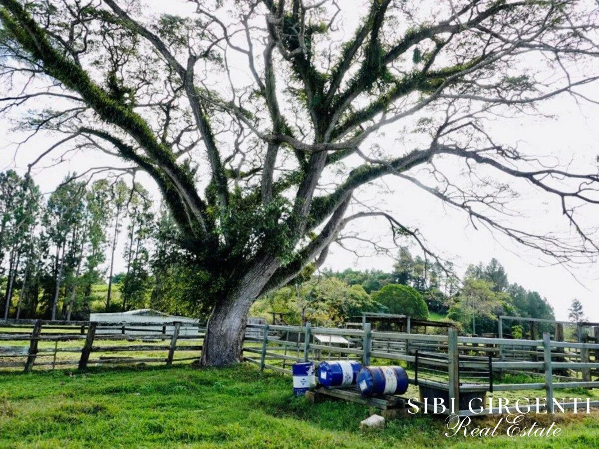 Additional image 8 of 1297 Mt Molloy Street, Mossman QLD 4873