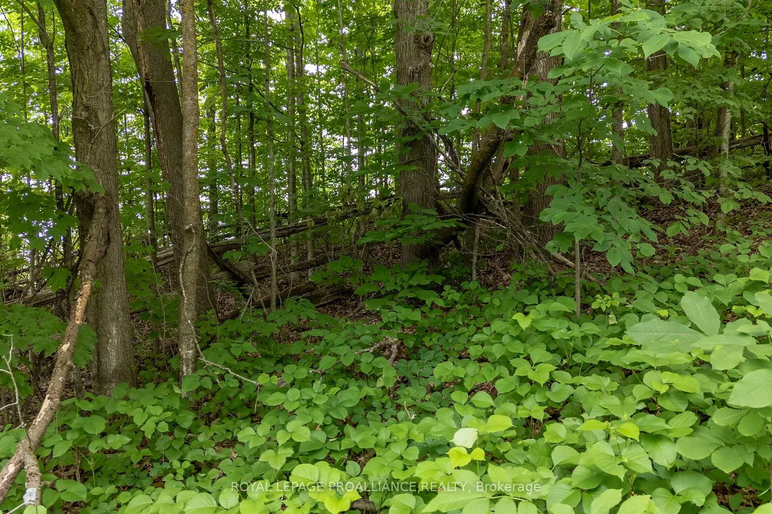 Additional image 11 of 5035 Blessington Road