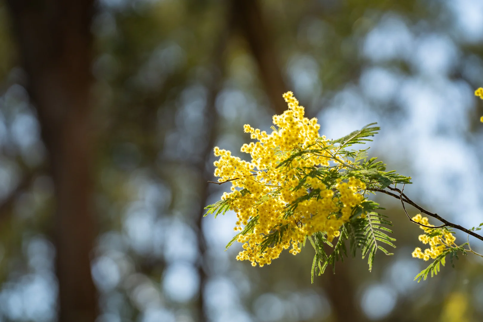 Additional image 20 of . Firebrace Track, Bullioh VIC 3700
