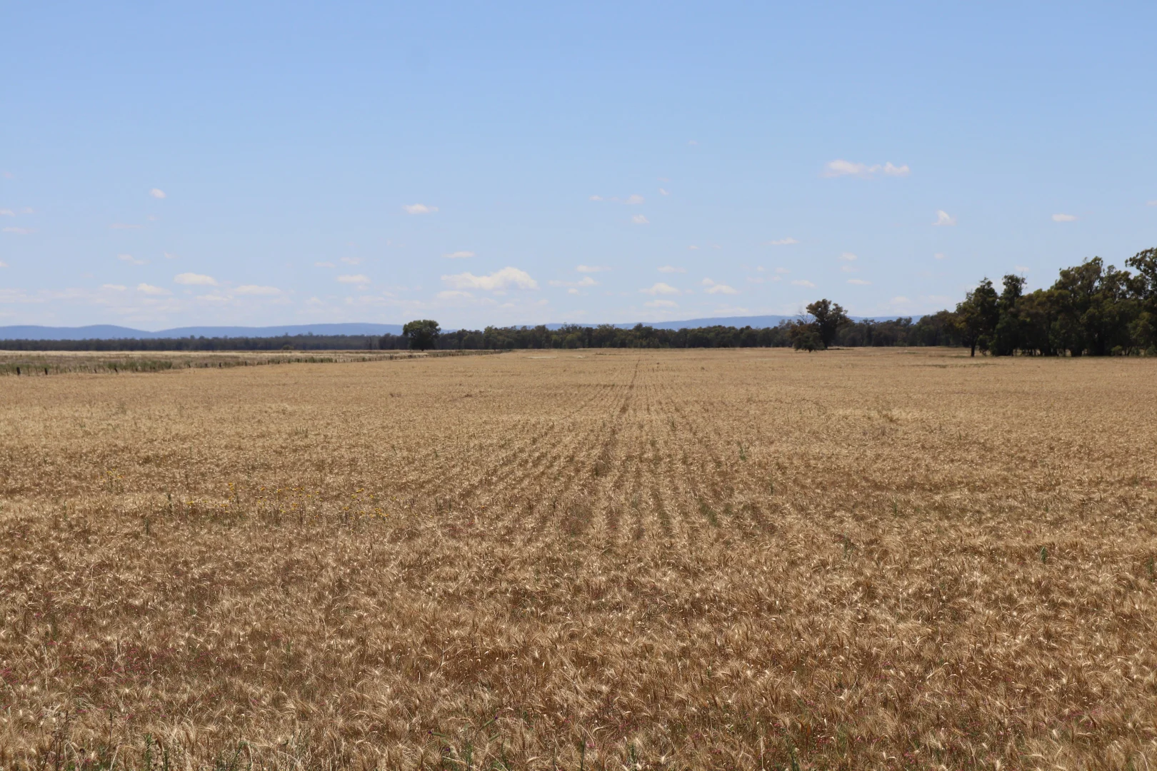 Additional image 29 of 655 Boorr Hill Road, Parkes NSW 2870