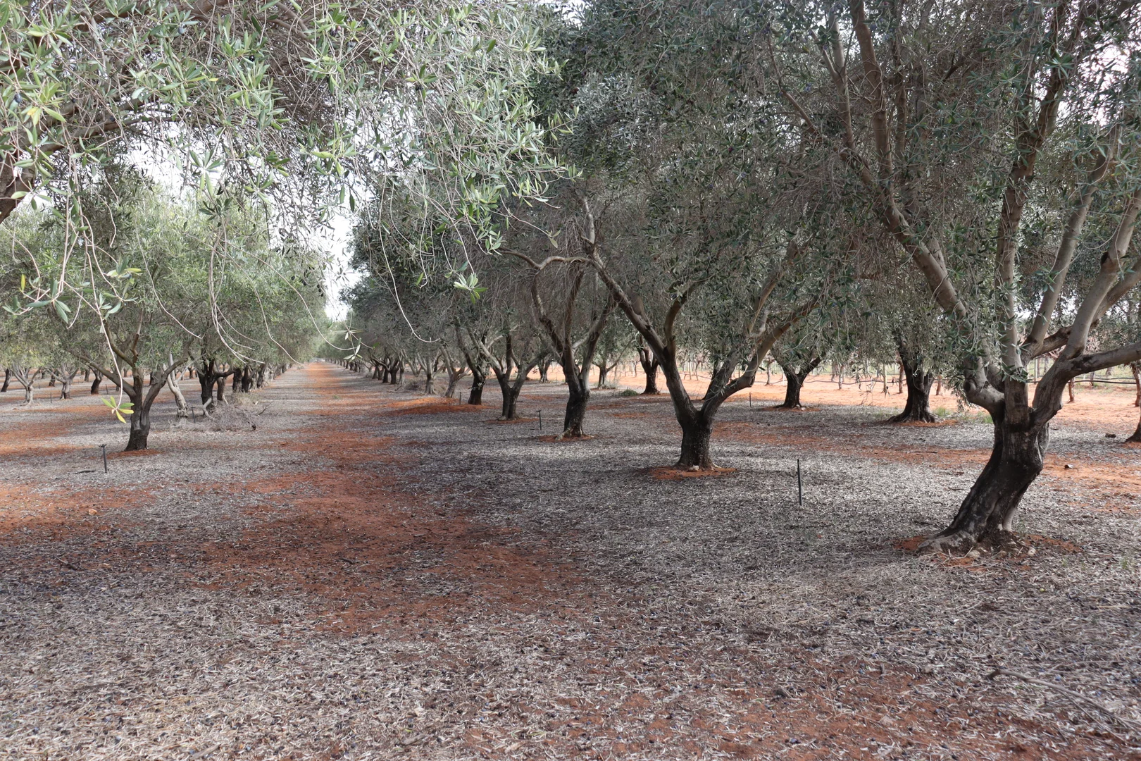 Additional image 25 of 334 Katarapko Crescent, Winkie SA 5343