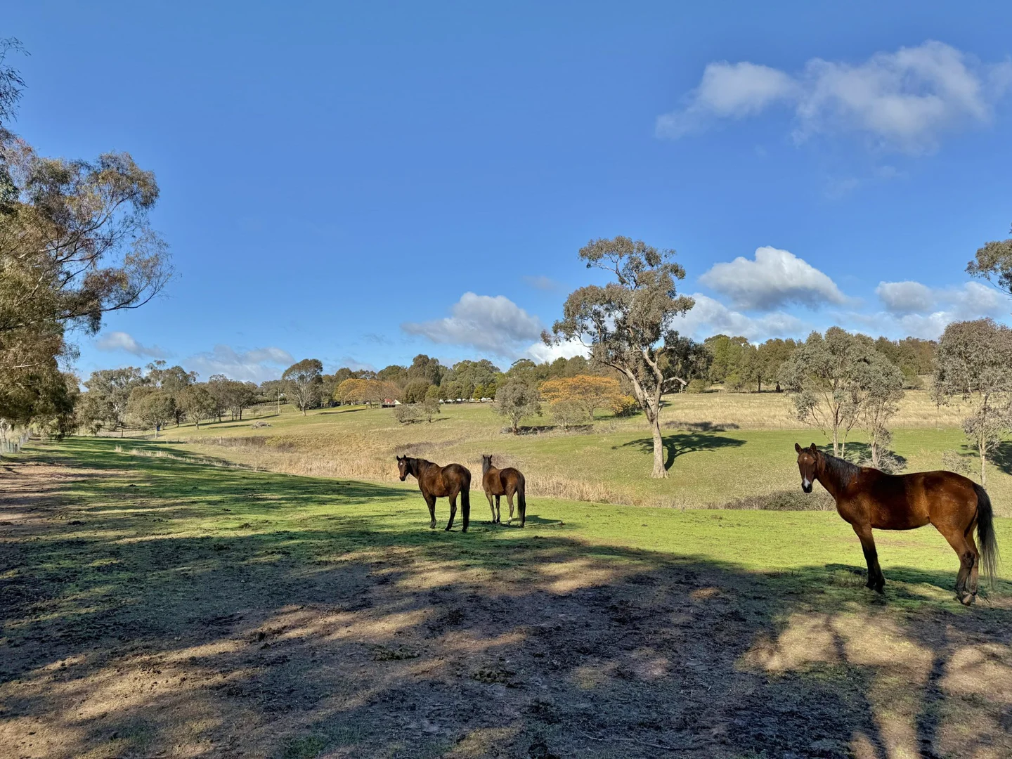 Additional image 6 of 77 Newton Road, Young NSW 2594