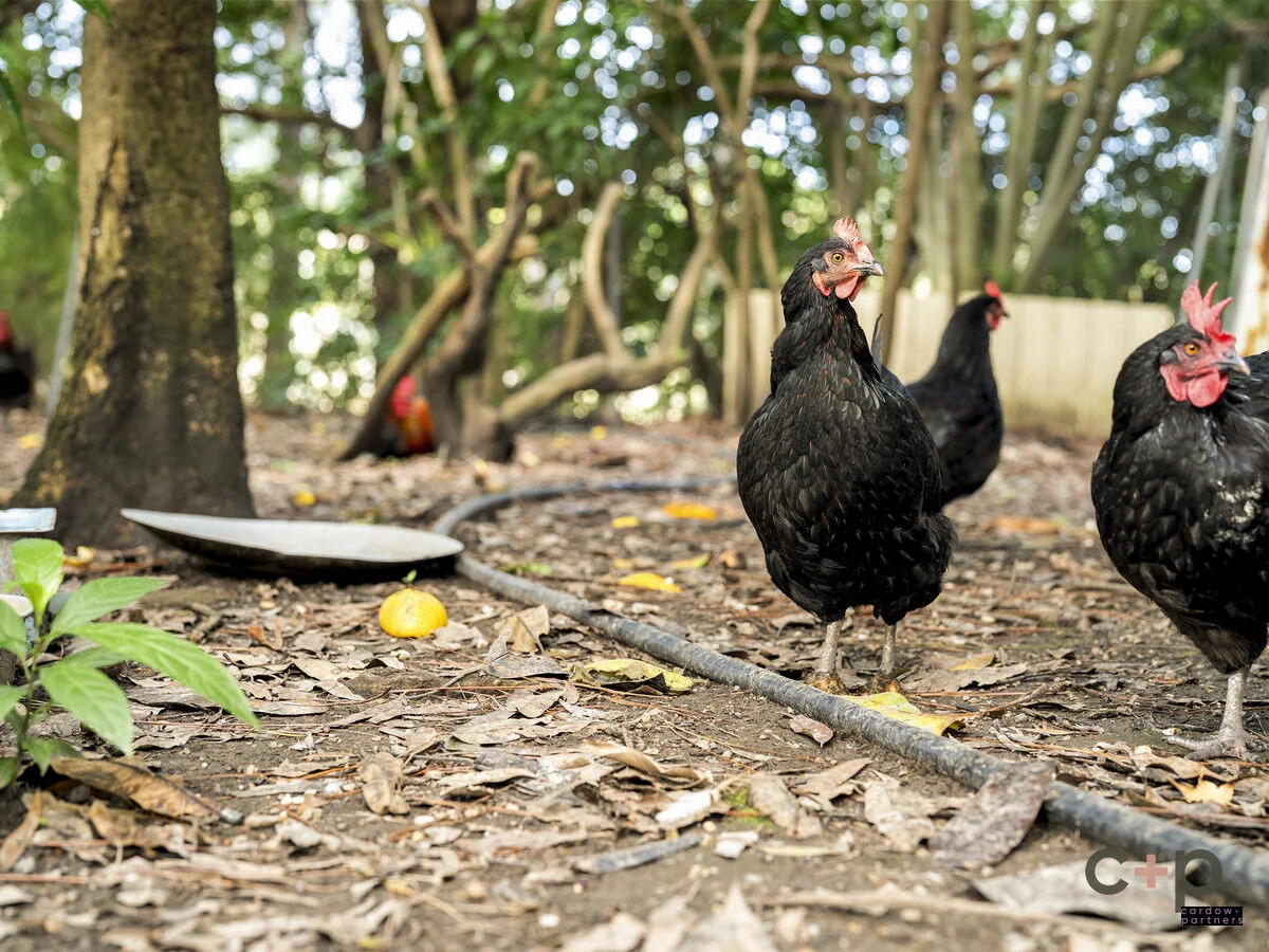 Additional image 10 of 33 Deans Road, Boambee NSW 2450