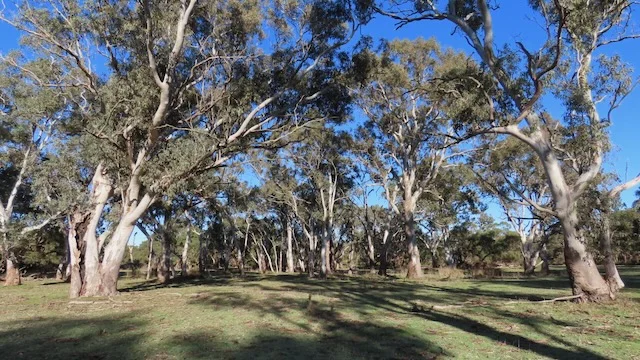 Additional image 10 of 225 Coles-Killanoola Road, Coles SA 5272