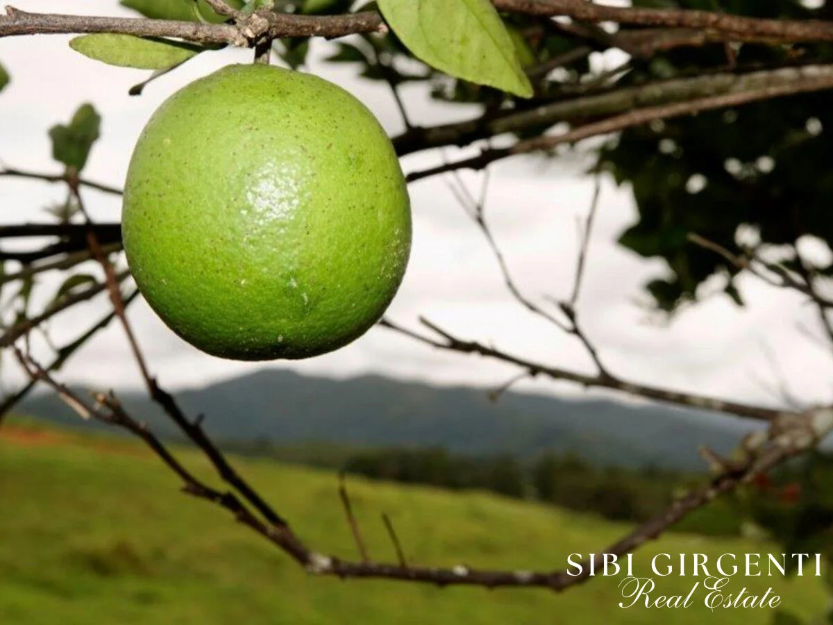 Additional image 13 of 1297 Mt Molloy Street, Mossman QLD 4873