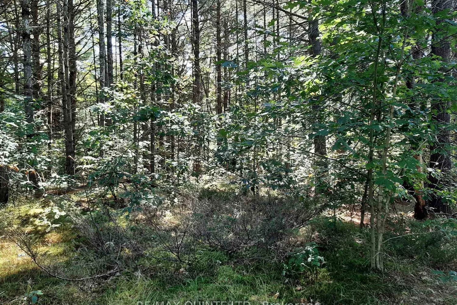 Additional image 11 of 0 Pt Lt12 Con14 Hwy 37 Road