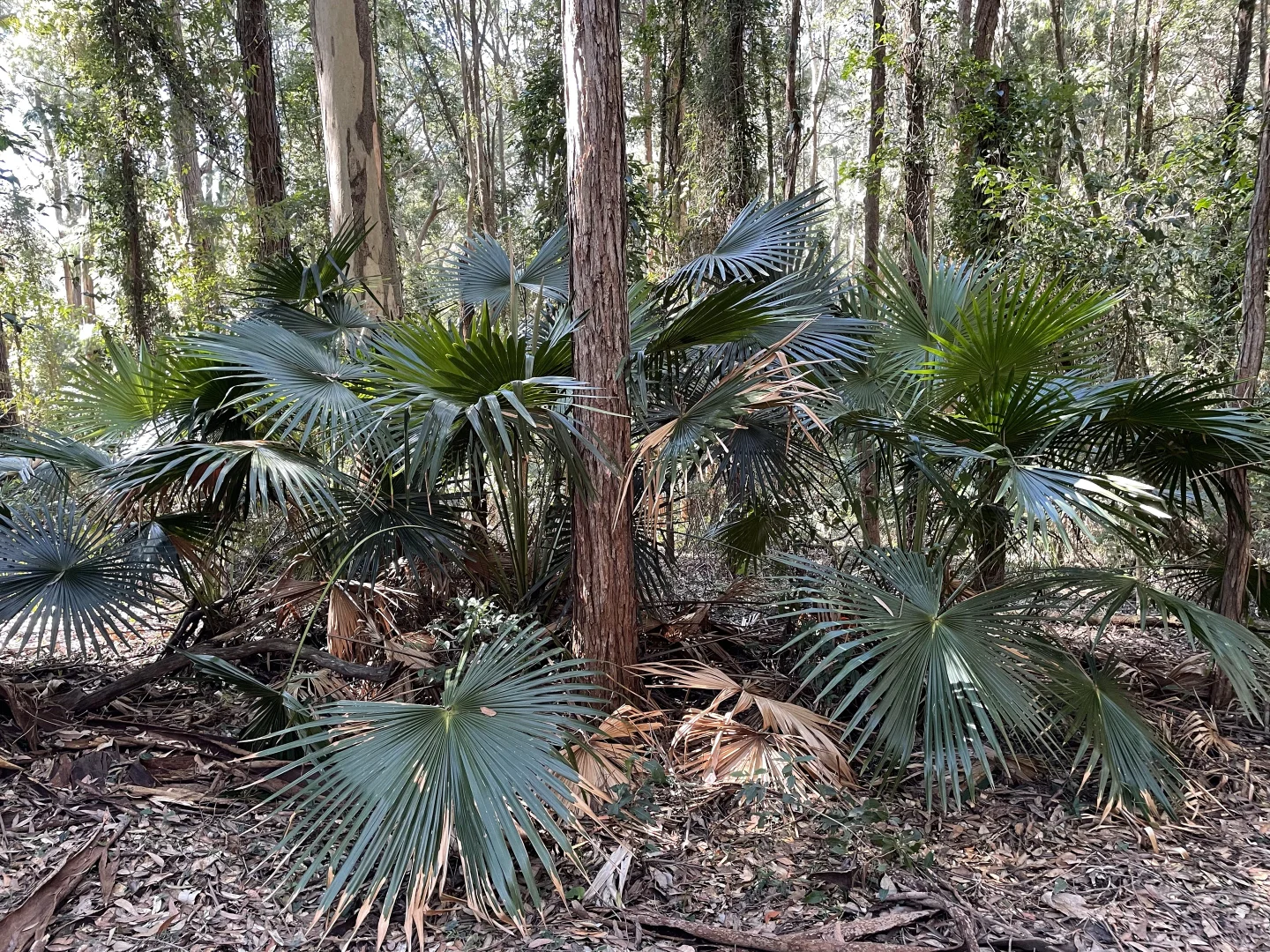 Additional image 12 of 20 James Norton Road, Bensville NSW 2251