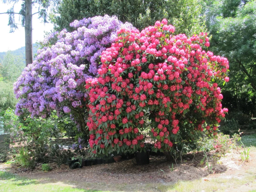 Additional image 20 of 805 Mount Macedon Road, Mount Macedon VIC 3441