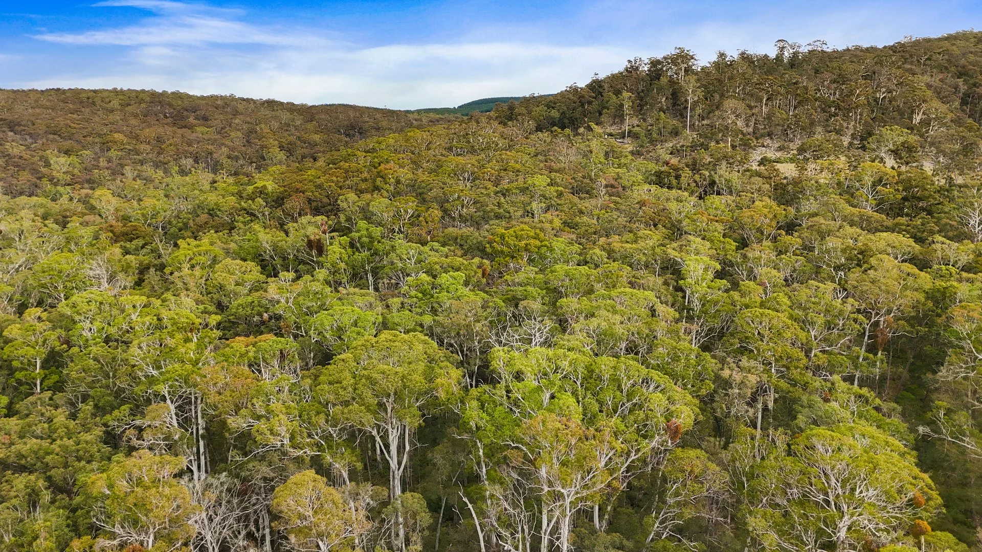 Additional image 5 of Lot 115 Big Jack Mountain Road, Cathcart NSW 2632