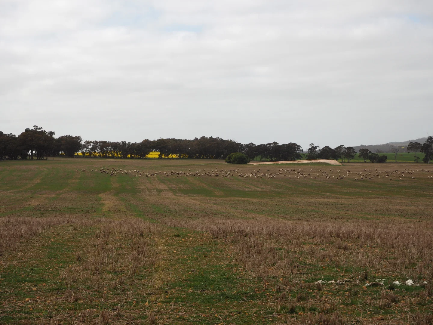 Additional image 5 of Dowrene Farm, Cnr Yerriminup and Yarralena Roads, Cranbrook WA 6321