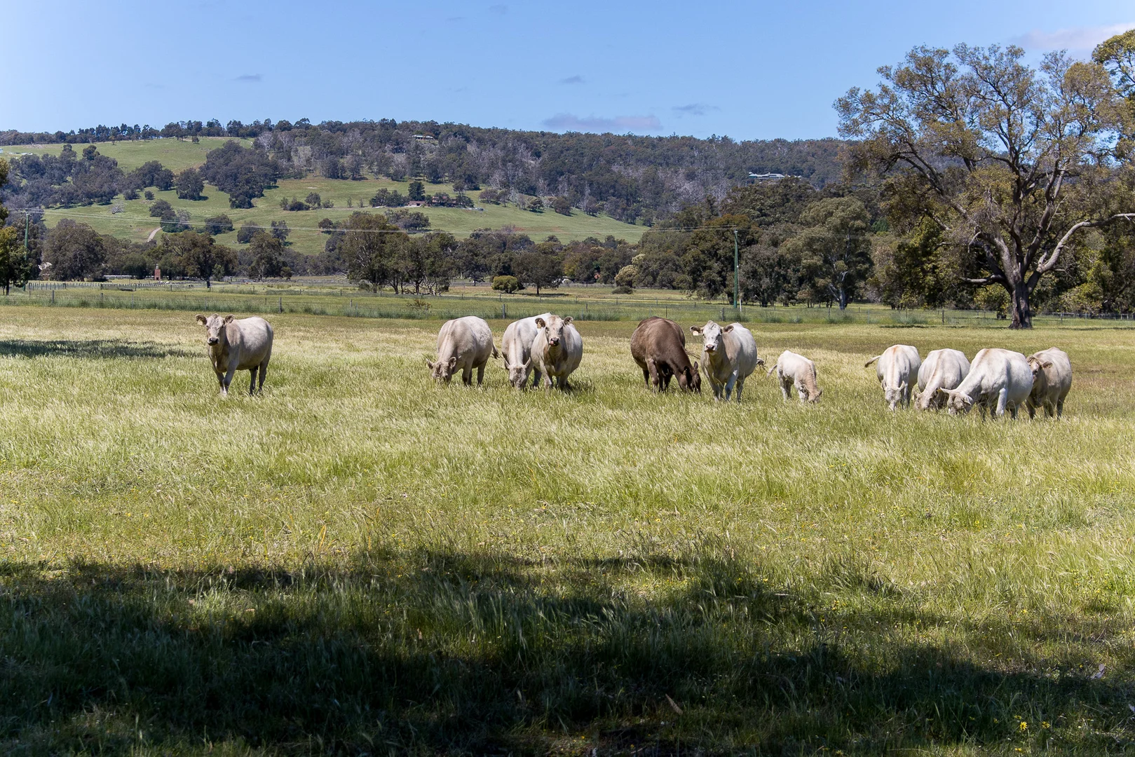 Additional image 32 of 156 Feast Road, Mardella WA 6125