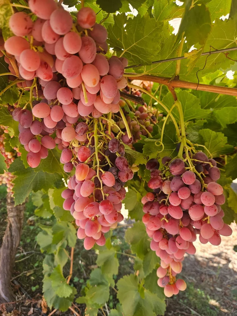 Additional image 6 of 231 Falkiner Avenue, Tresco VIC 3583