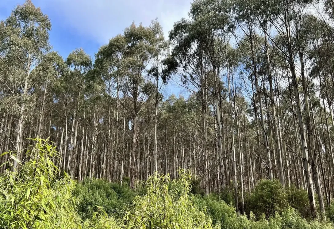 Additional image 20 of 29731 Tasman Highway, Weldborough TAS 7264