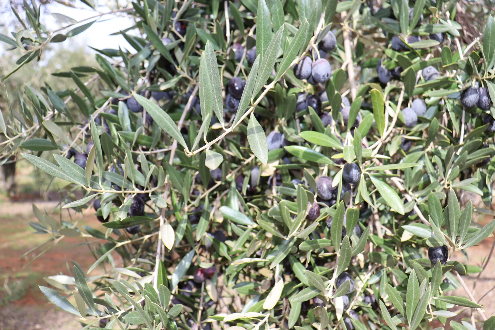 Additional image 21 of 334 Katarapko Crescent, Winkie SA 5343