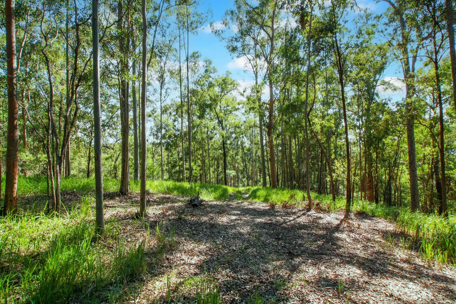 Additional image 16 of 94 Holyrood Road, Maudsland QLD 4210
