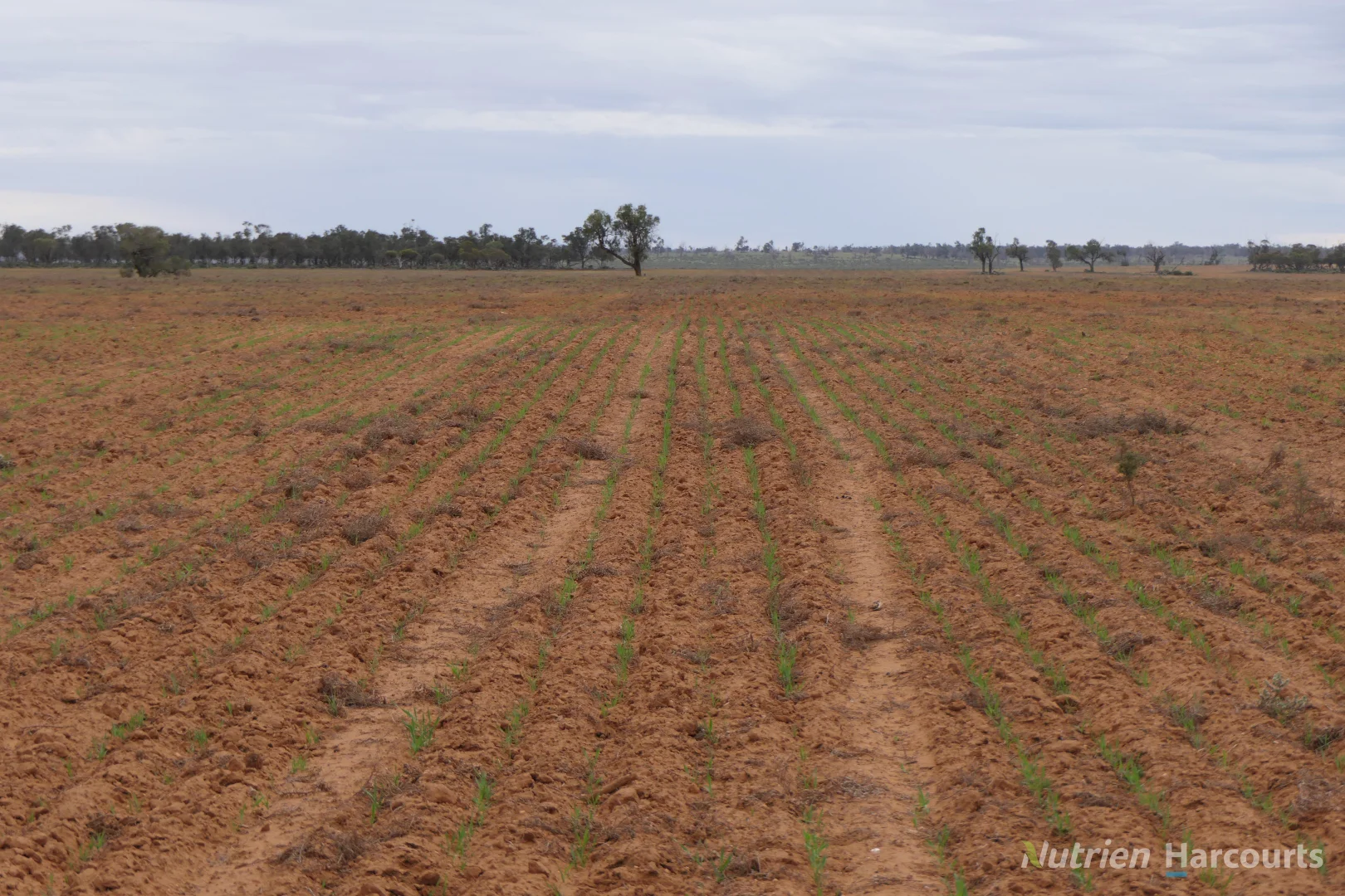 Additional image 10 of * Magenta Aggregation, Balranald NSW 2715