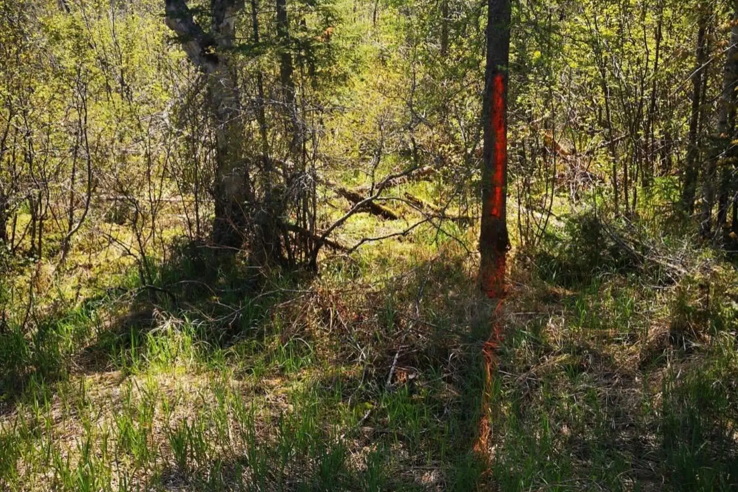 Additional image 5 of 2263 Machar Strong Boundry Road