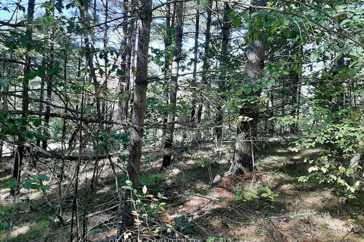 Additional image 12 of 0 Pt Lt12 Con14 Hwy 37 Road