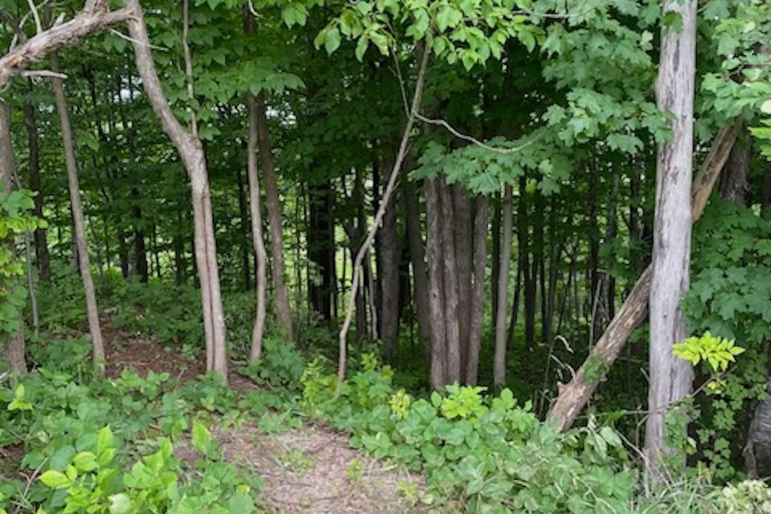 Additional image 5 of Ptlt 40 12 Concession