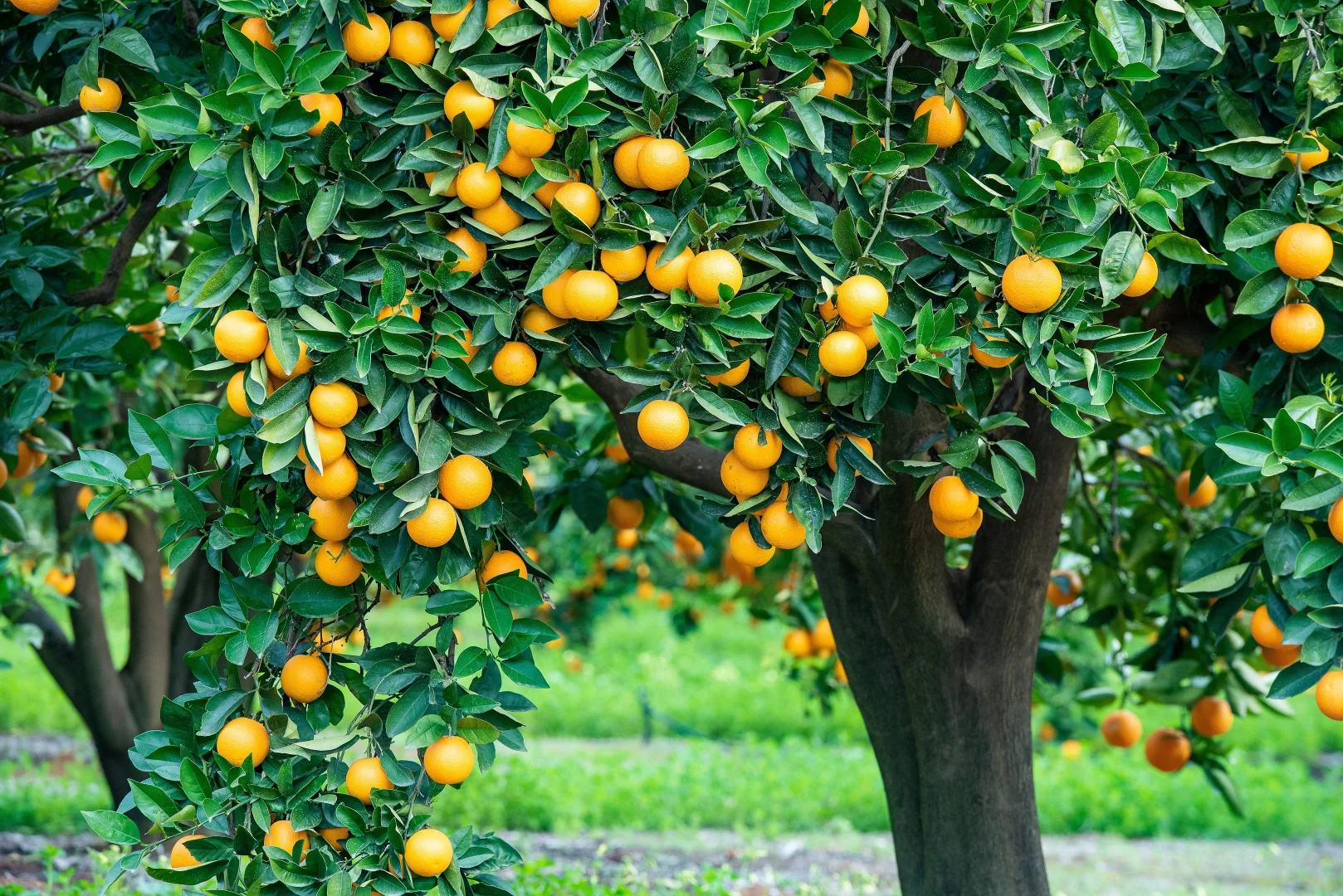 Additional image 8 of 183 Quast Road, Loxton SA 5333