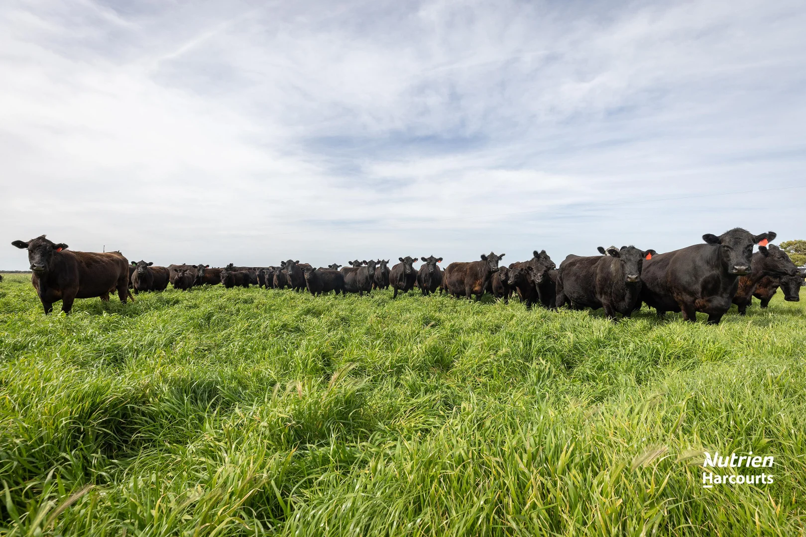 Additional image 11 of 18462 Princes Highway, Kingston Se SA 5275