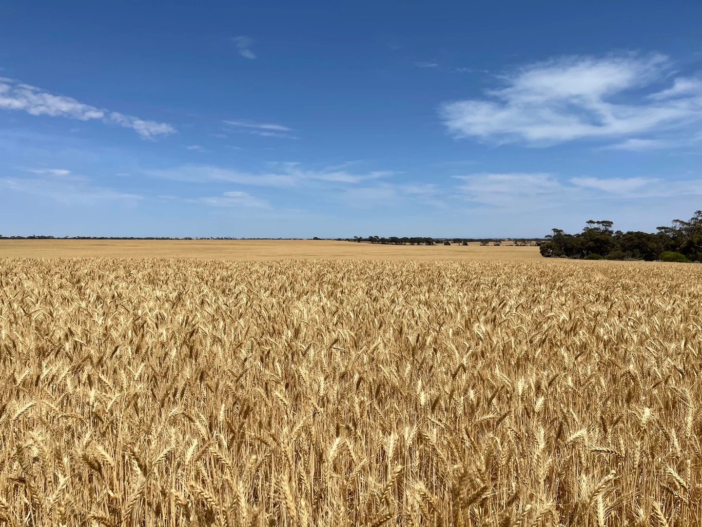 Additional image 16 of 382 Rodda Road, Boors Plain SA 5554