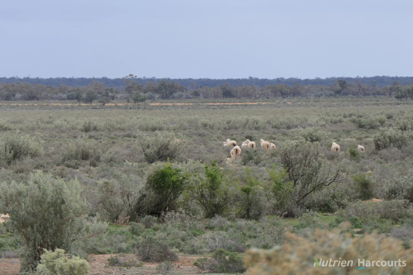 Additional image 35 of * Magenta Aggregation, Balranald NSW 2715