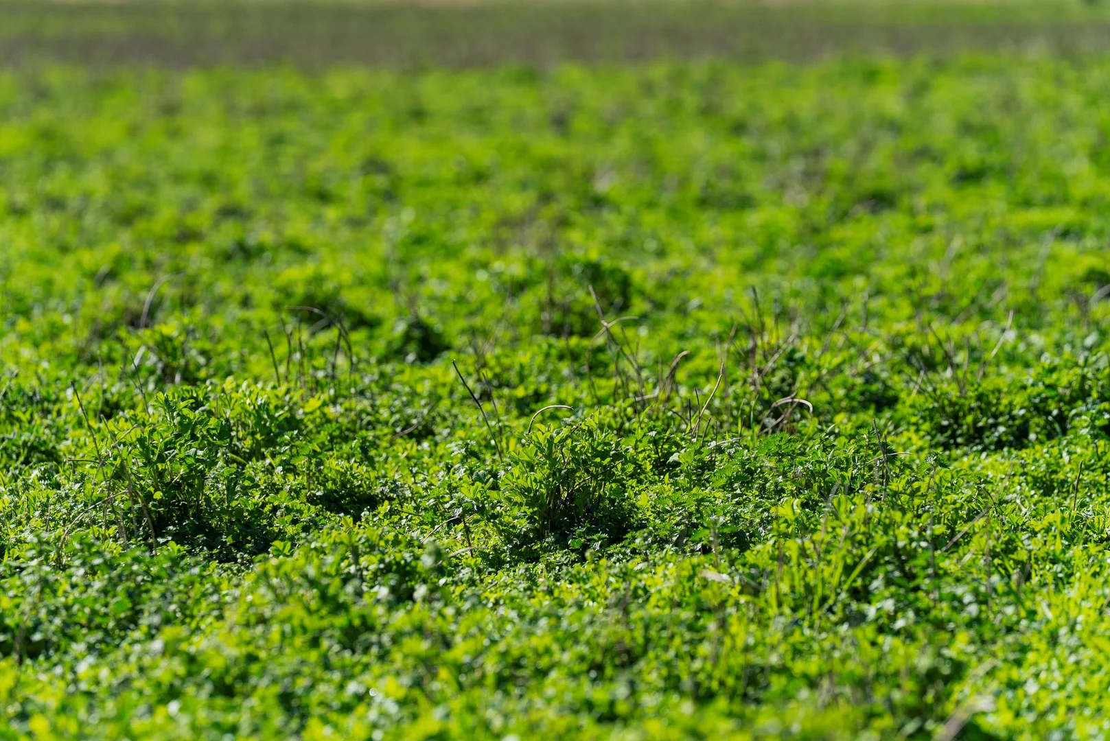 Additional image 38 of 670 Leahy Road, Wagga Wagga NSW 2650