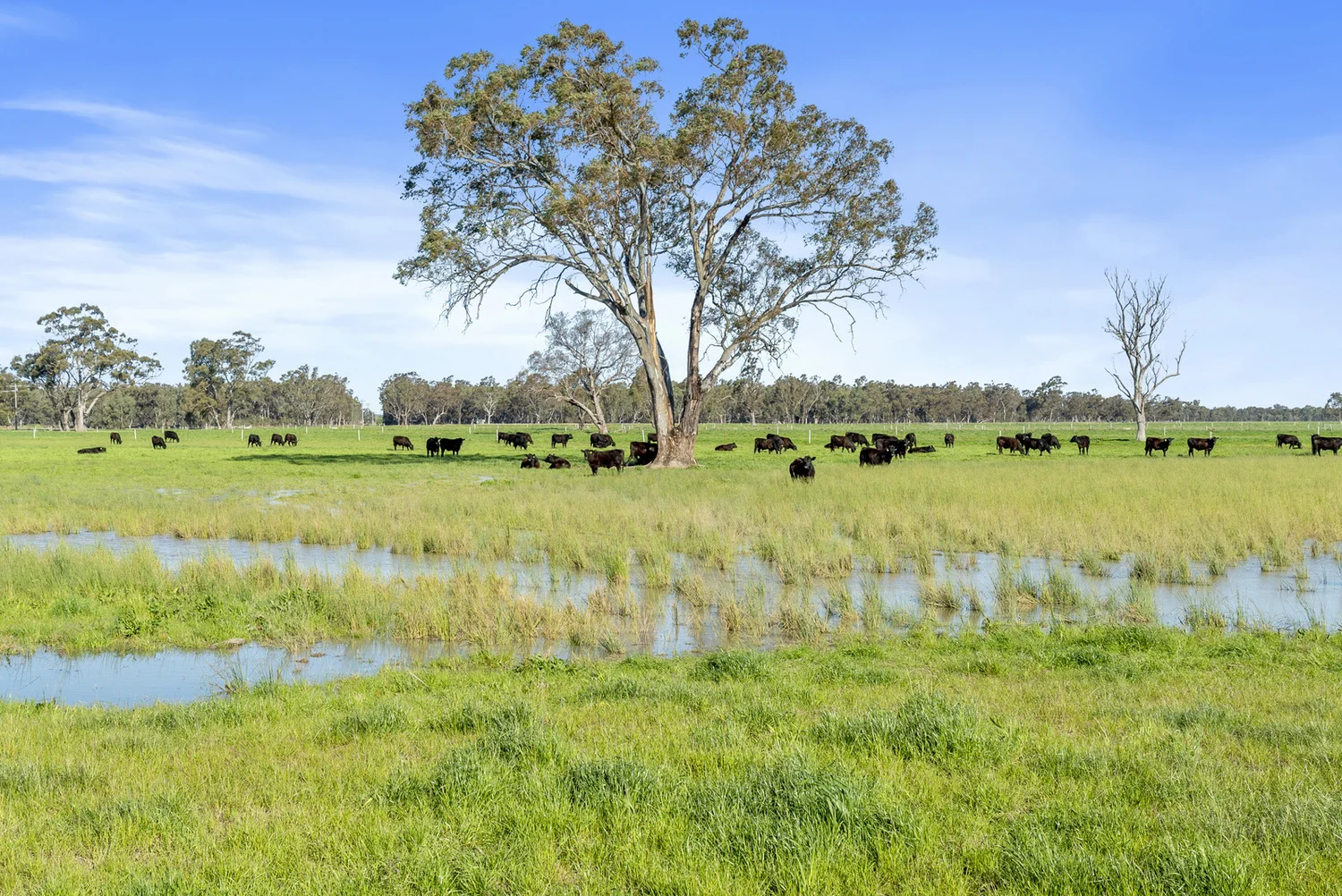 Additional image 30 of 1028 Walshs bridge south Road, Kaarimba VIC 3635