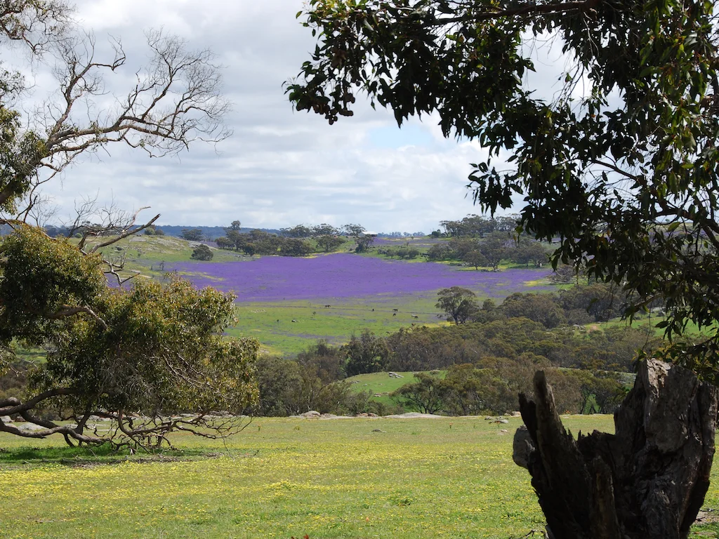 Additional image 40 of Lot 12 Young Road, Gwambygine WA 6302