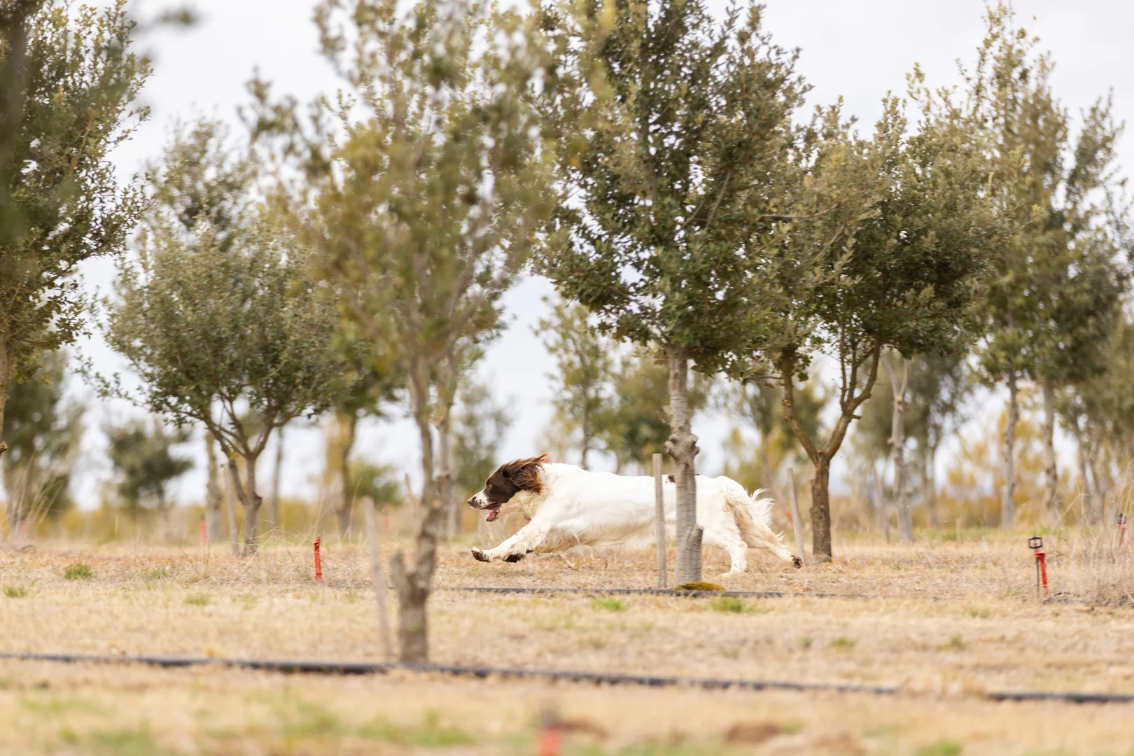 Additional image 36 of 71 Birril Close, Springrange NSW 2618