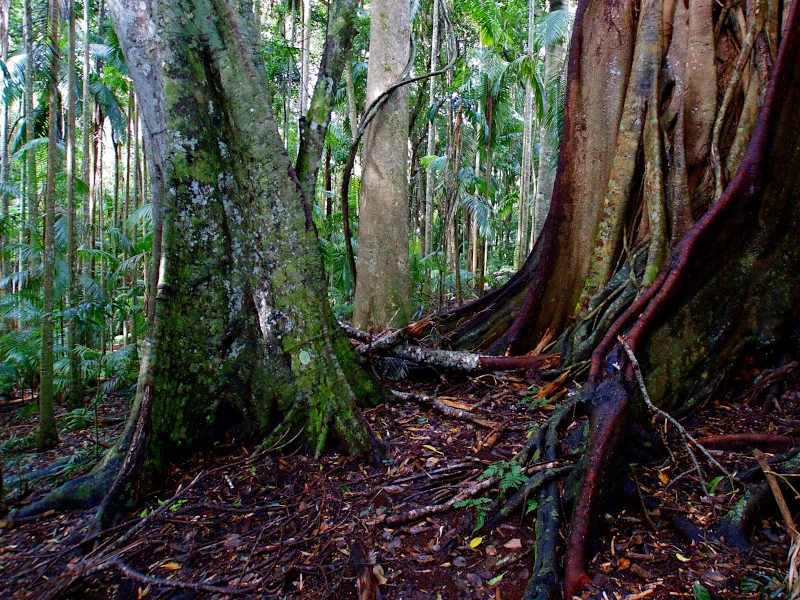 Additional image 20 of 28a Geissmann Street, Tamborine Mountain QLD 4272