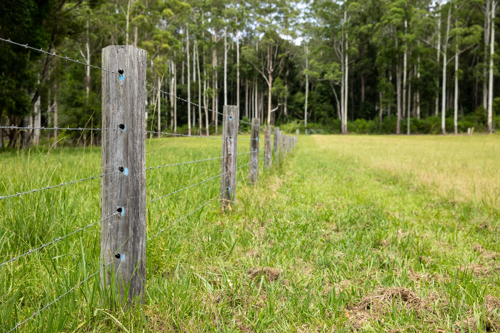 Additional image 28 of 300 Martells Road, Bellingen NSW 2454