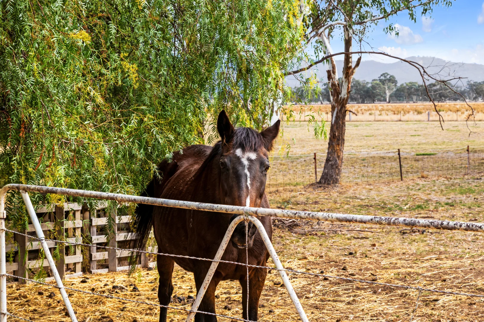 Additional image 17 of 487 Sunraysia Highway, Avoca VIC 3467