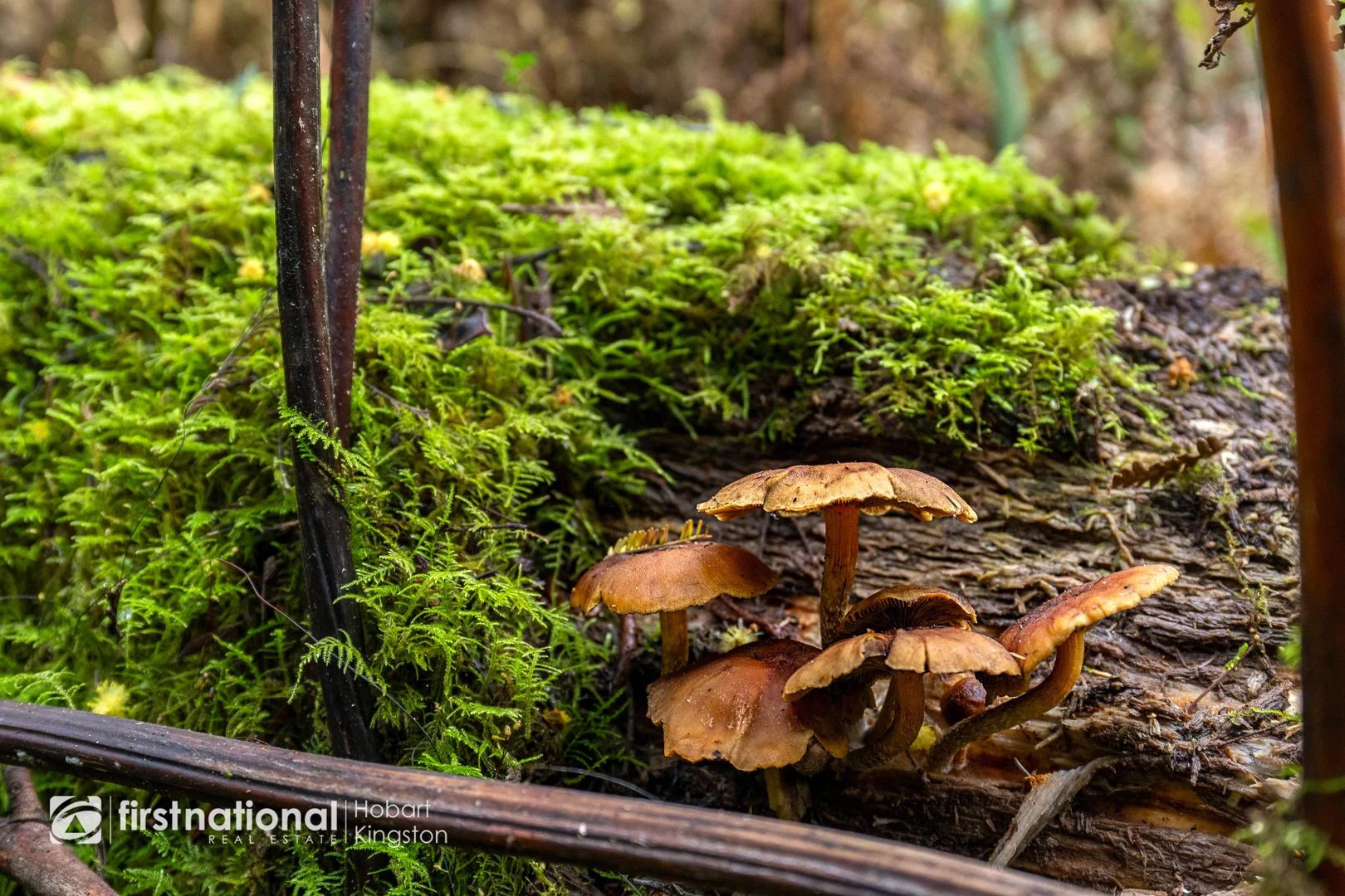 Additional image 16 of 240 Watsons Road, Kettering TAS 7155