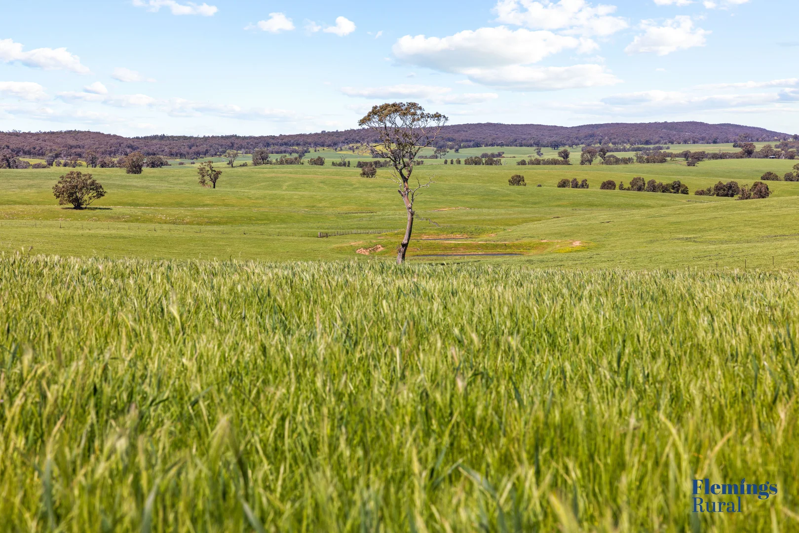 Additional image 3 of 105 Peakview Road, Young NSW 2594