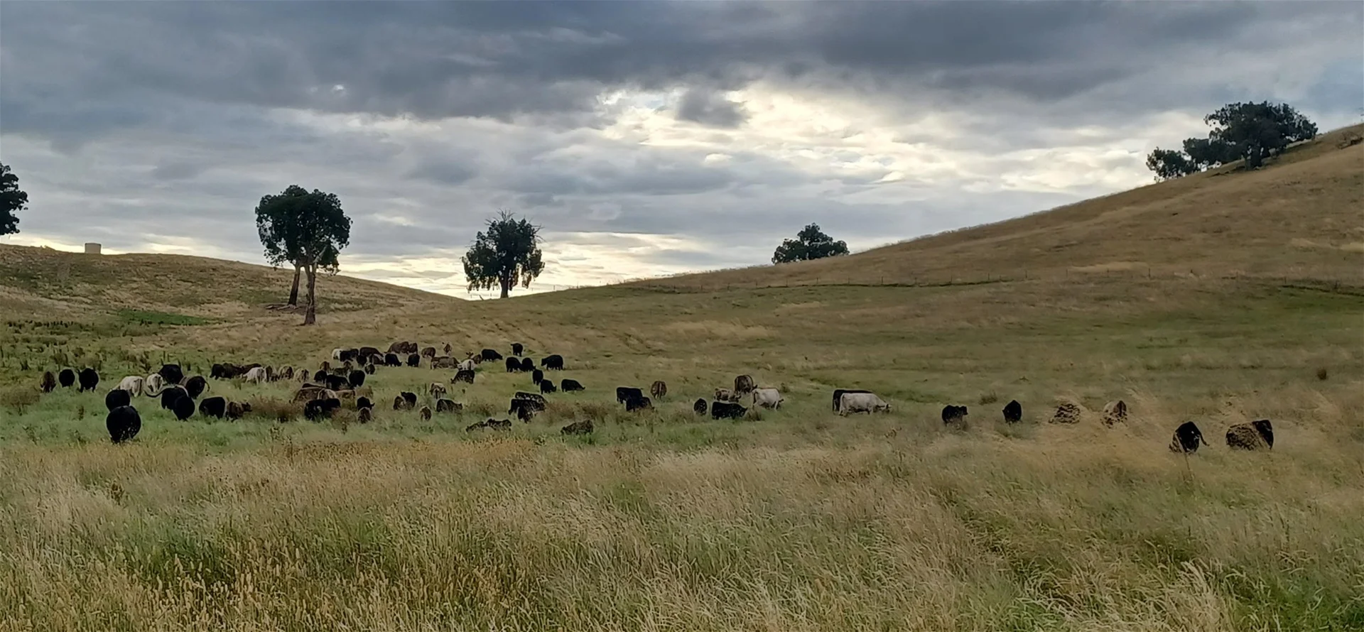 Additional image 32 of 3924 Hume Highway, Tarcutta NSW 2652