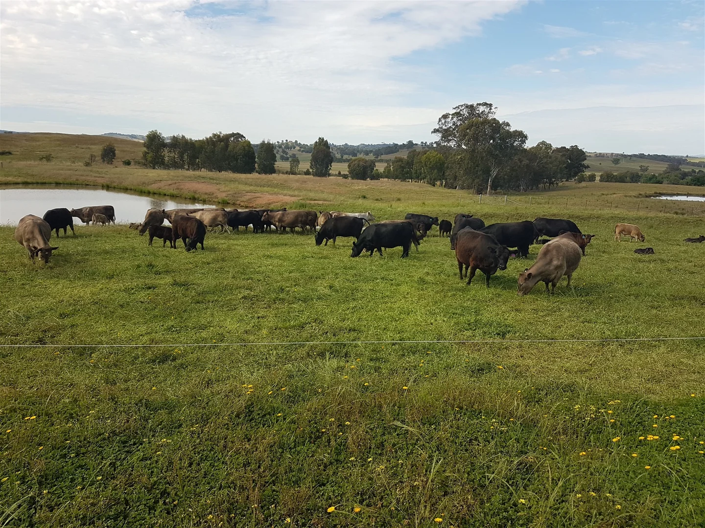 Additional image 14 of 3924 Hume Highway, Tarcutta NSW 2652