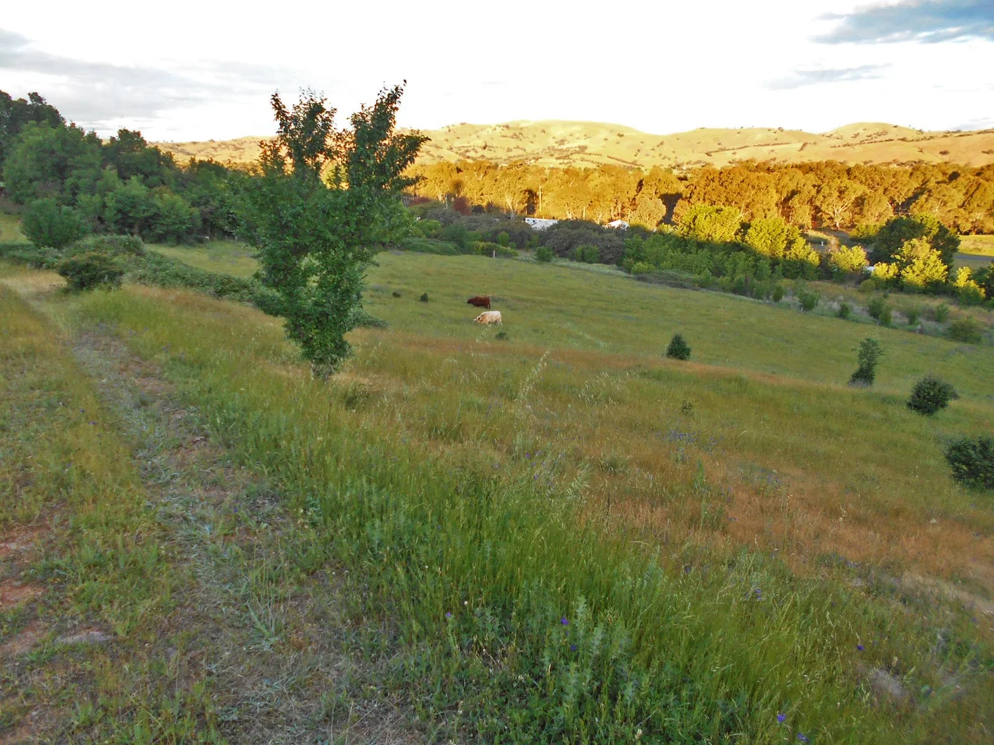 Additional image 23 of 30 Hanley & Moon Street, Gundagai NSW 2722