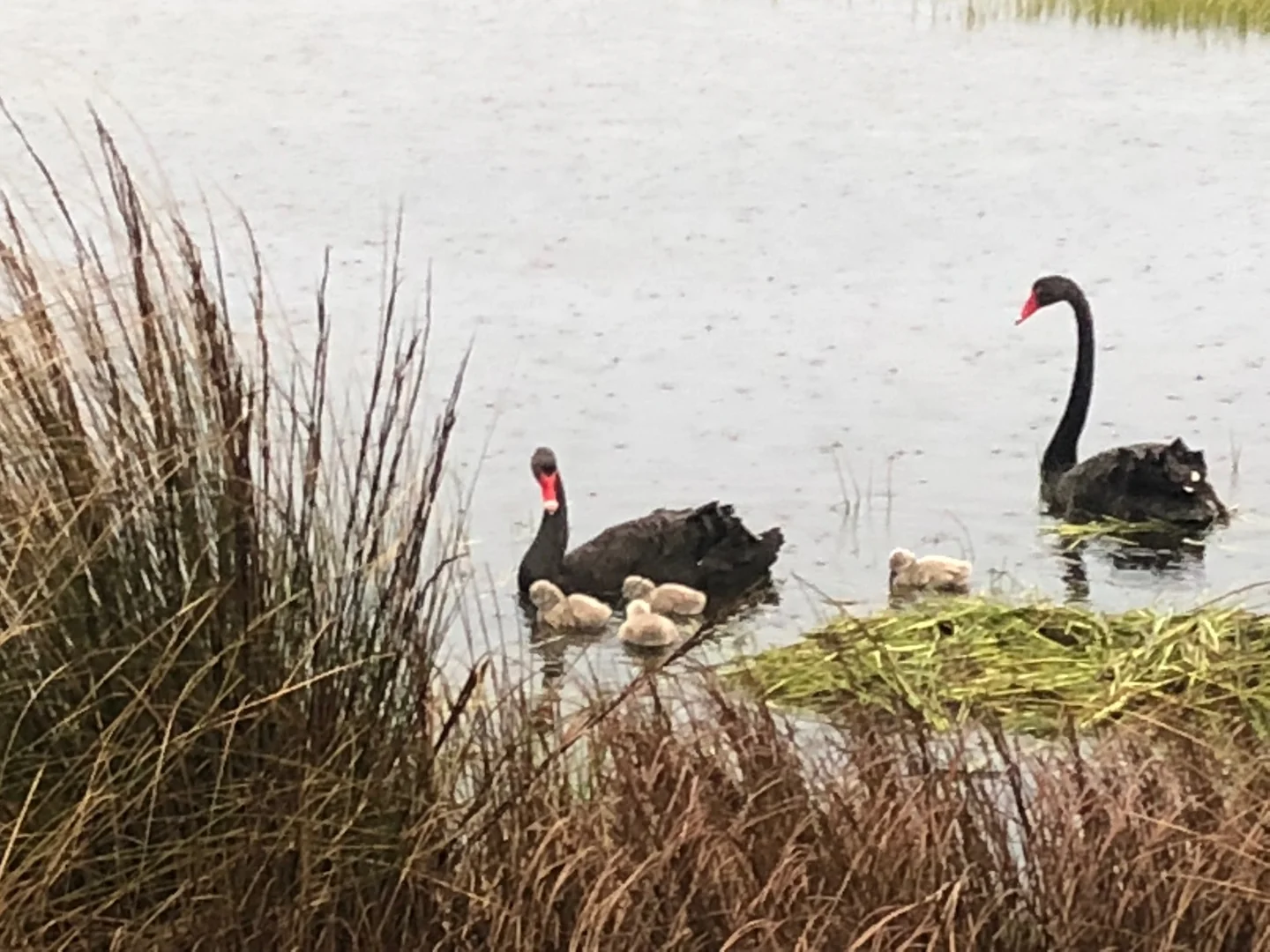 Additional image 11 of 14 Sun Orchid Drive, Chiton SA 5211