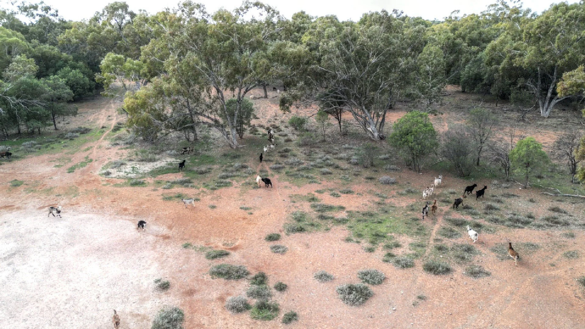 Additional image 12 of "Nardoo" Station 872 Davidson Road, Gunderbooka NSW 2840