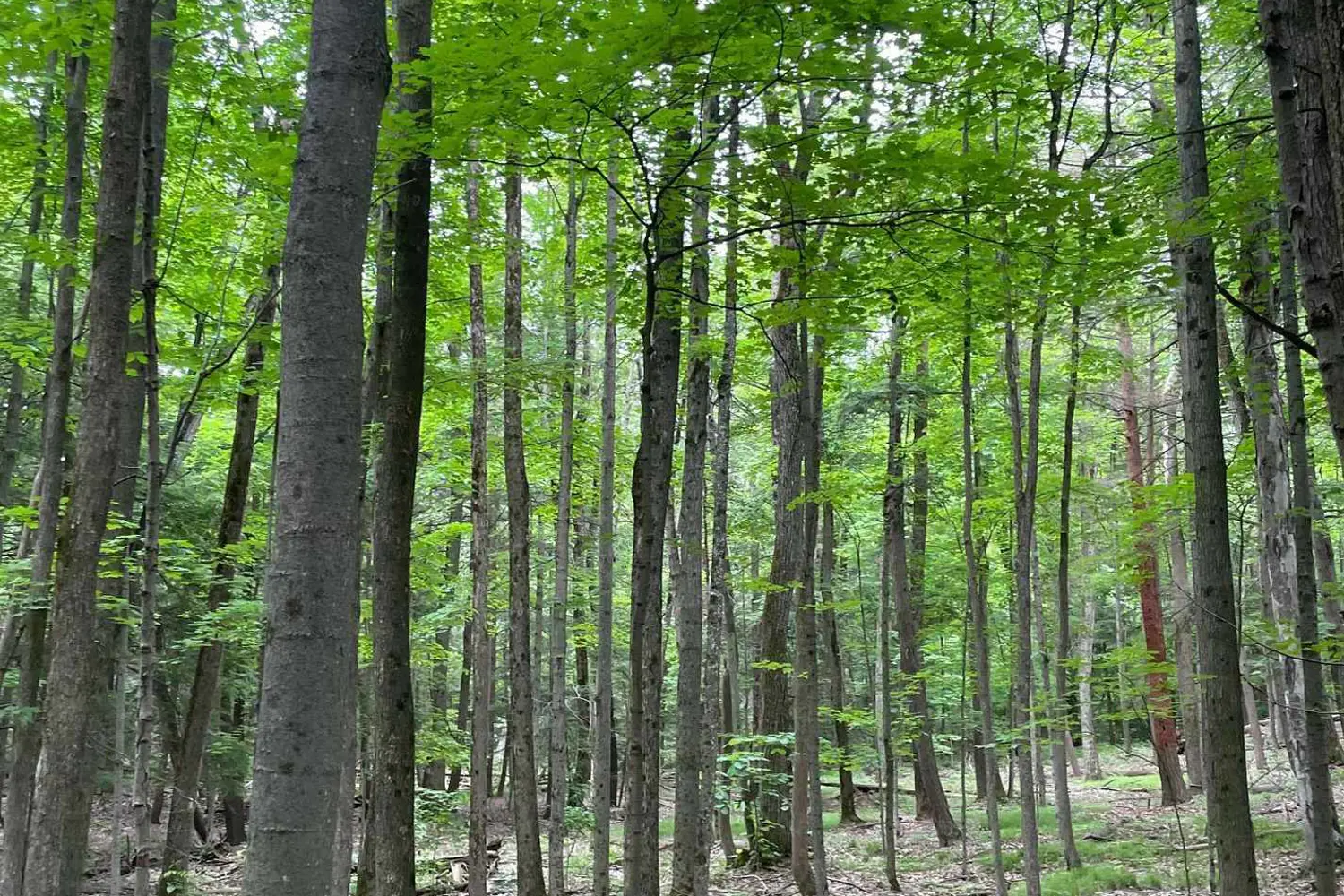 Additional image 4 of 79 Gummow Road