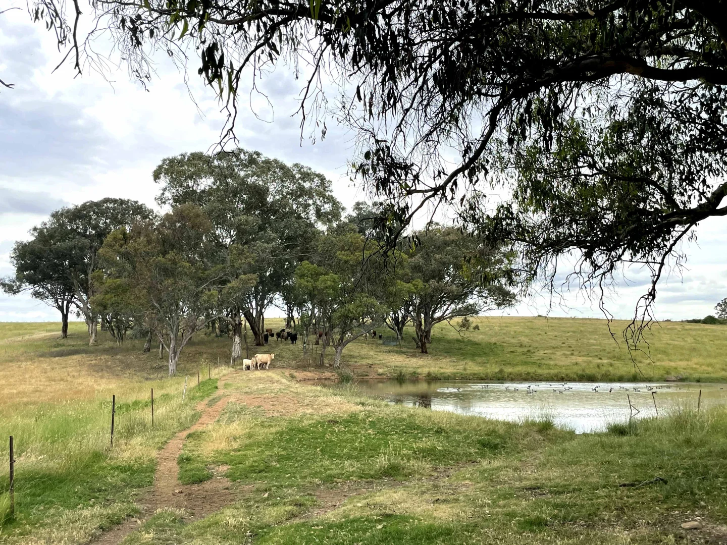 Additional image 34 of "Abbyville" 90 Convent Lane, Borenore NSW 2800