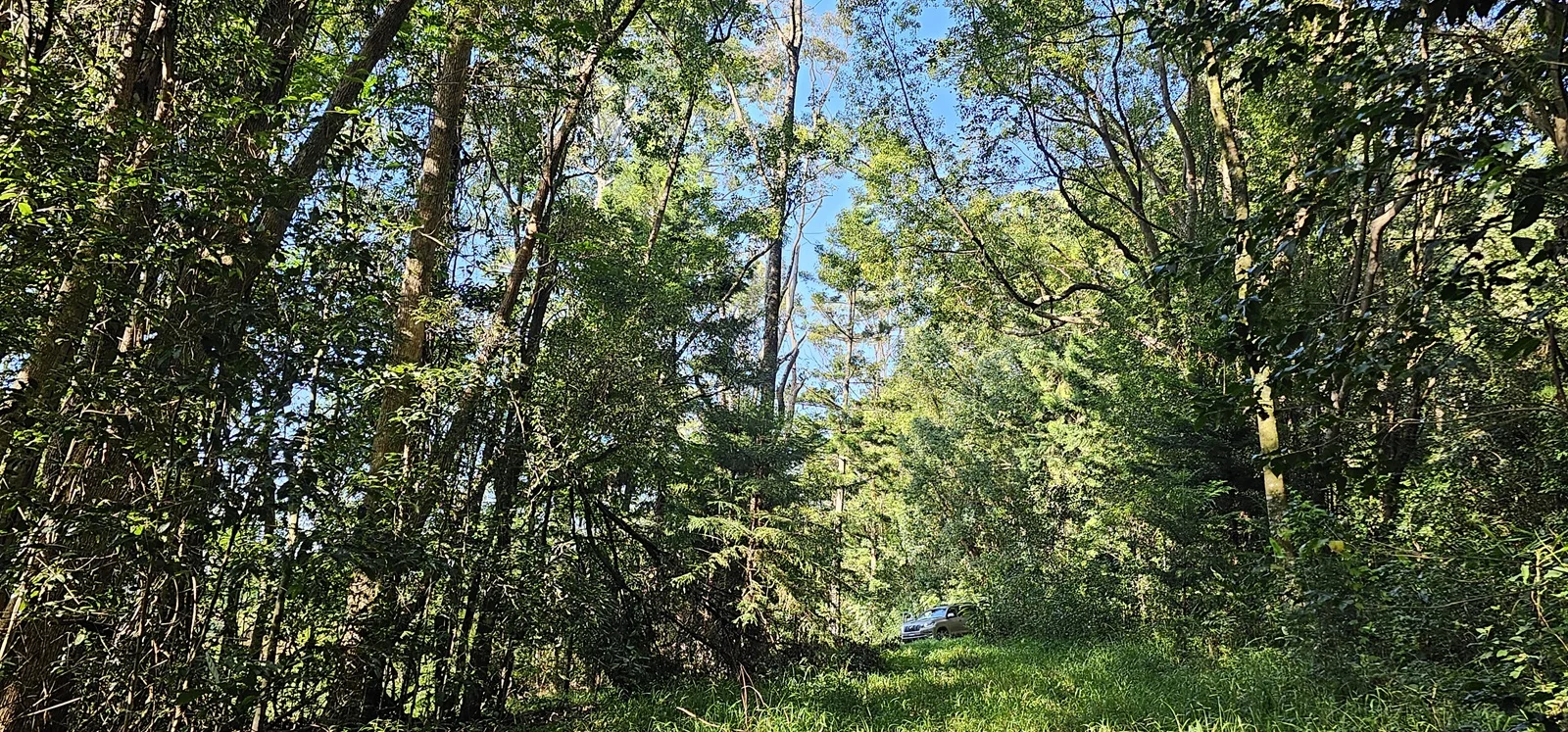 Additional image 16 of Dalwood NSW 2477