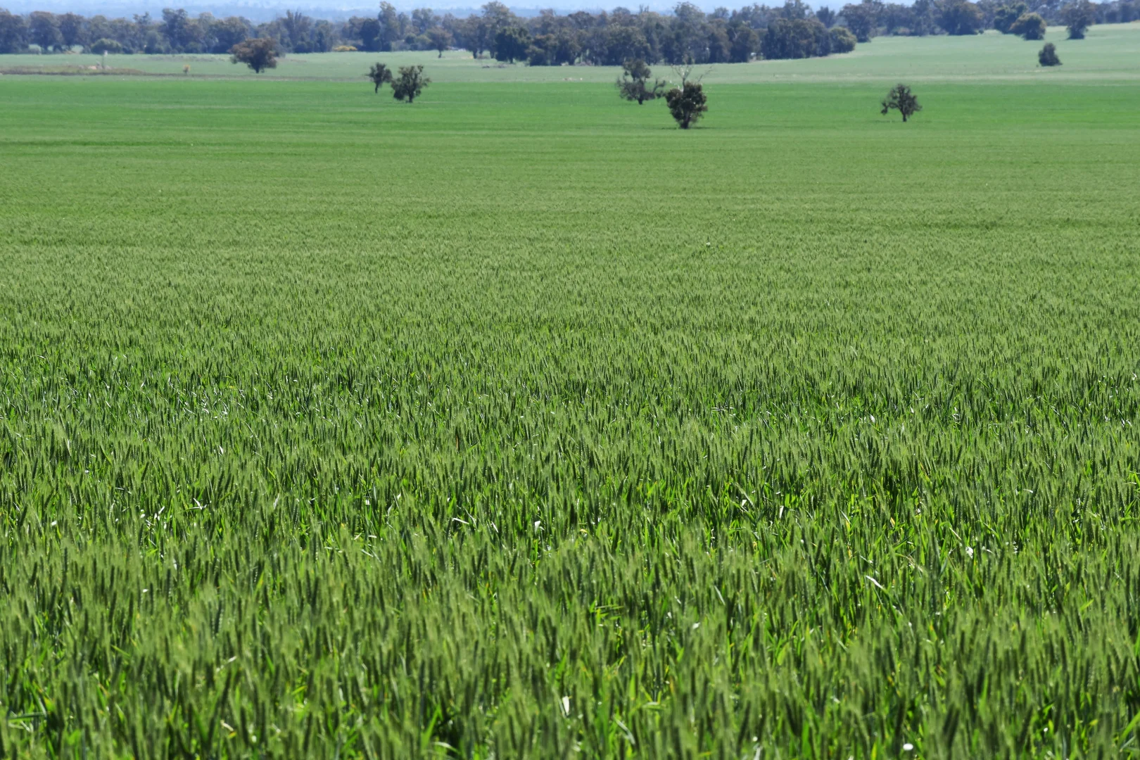 Additional image 11 of 2190 Yarrabandai Road, Trundle NSW 2875